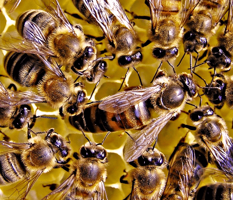 Honey bees on comb for an example queen listing